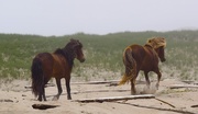 13th Jun 2016 - The Wild Horses of Sable Island