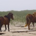 The Wild Horses of Sable Island by selkie