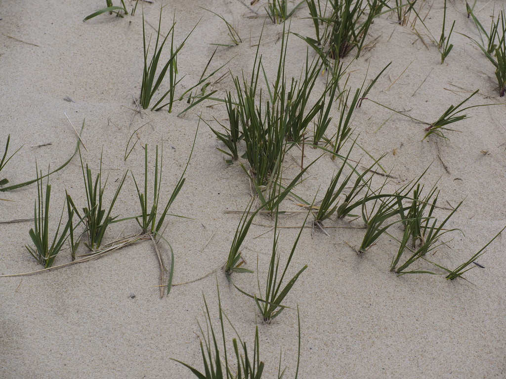 Vegetation on Sable Island by selkie