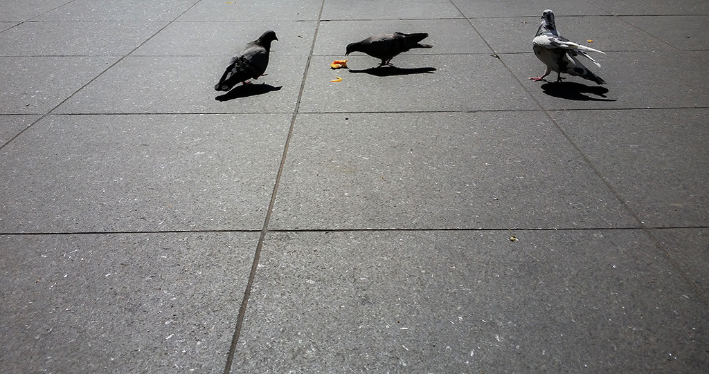 3 pigeons by houser934