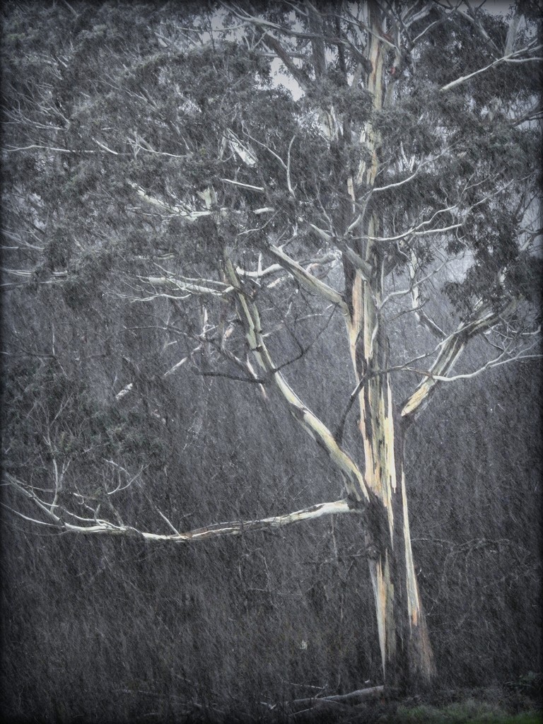 Gumtree in the rain by yorkshirekiwi