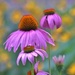 In Our Wildflower Garden by lynnz