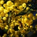 Golden Wattle & Bee ~ by happysnaps