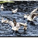 Ducks, gulls and terns by stuart46