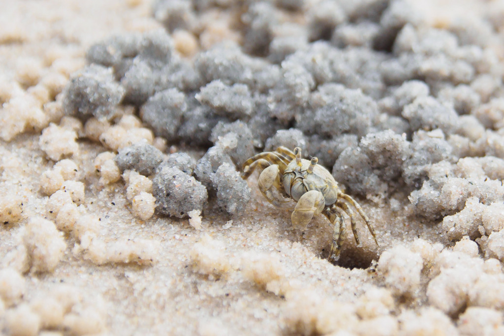 Sand Crab by fotoblah
