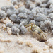 Sand Crab by fotoblah