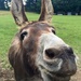 Charlie Donkey by emma1231