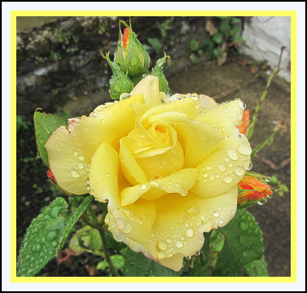 Rain on yellow rose in a garden. by grace55