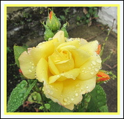 29th Jul 2016 - Rain on yellow rose in a garden.