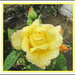 Rain on yellow rose in a garden. by grace55