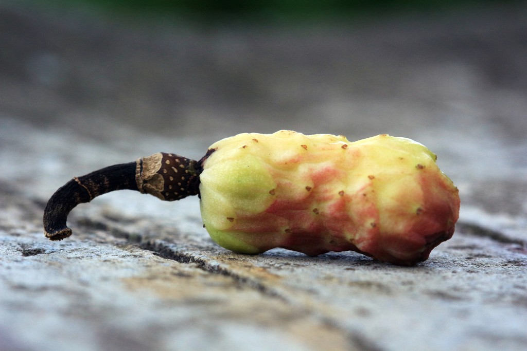 Magnolia "Fruit" on a Bench by juliedduncan