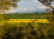 29th Jul 2016 - Canola Framed