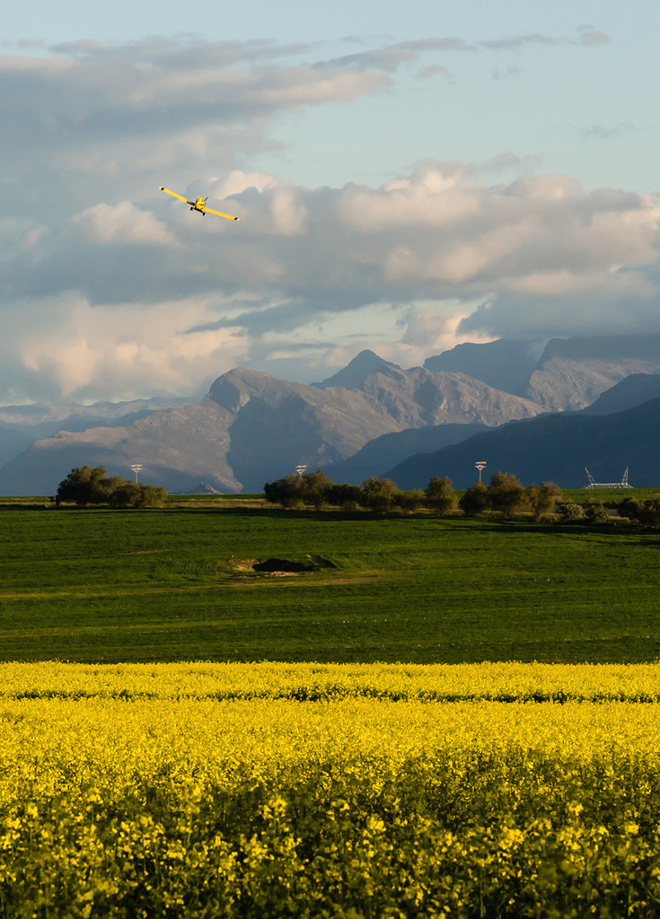 Yellow Plane over the Canola by salza