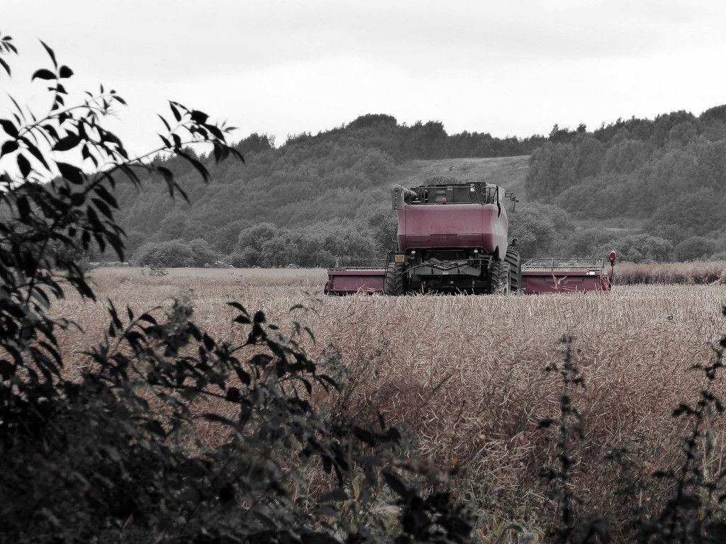 Wheat Harvest by cmp