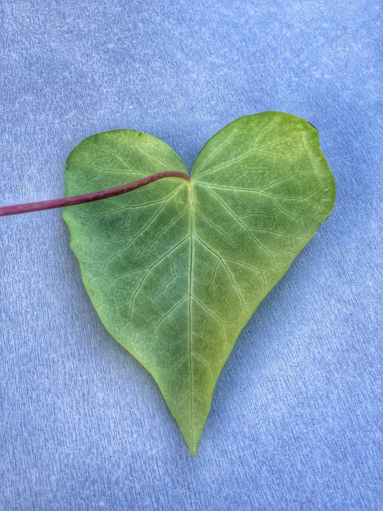 Green heart by cocobella