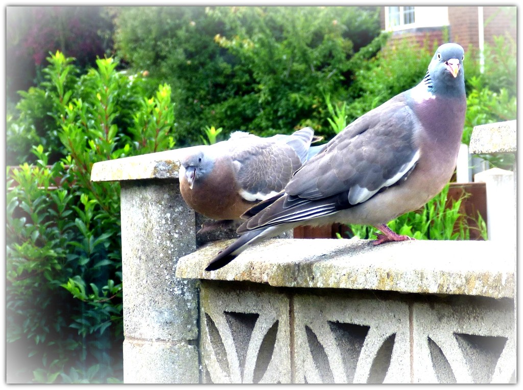 Mrs Woodpigeon and youngster  by beryl