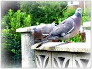 29th Jul 2016 - Mrs Woodpigeon and youngster 