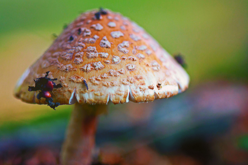 Front yard 'shroom by dianen