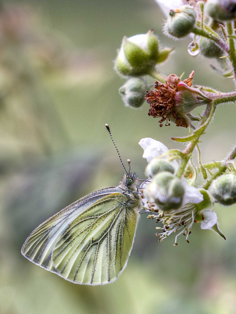 Green-veined white. by gamelee