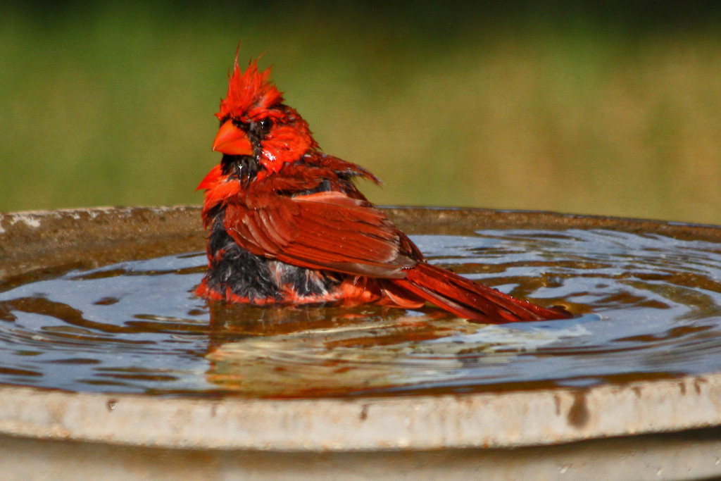 The True Mr. Cardinal by milaniet