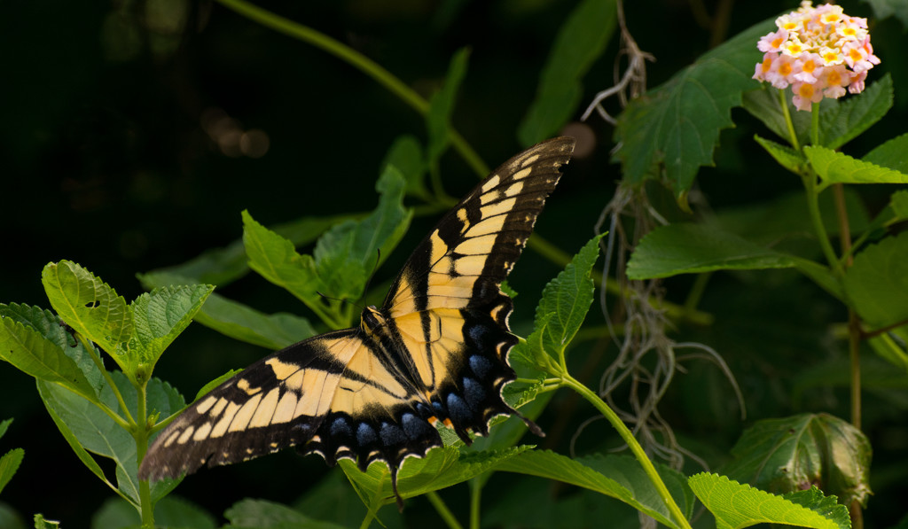 Another Swallowtail! by rickster549