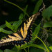 Another Swallowtail! by rickster549