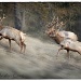 Tule Elk by pixelchix