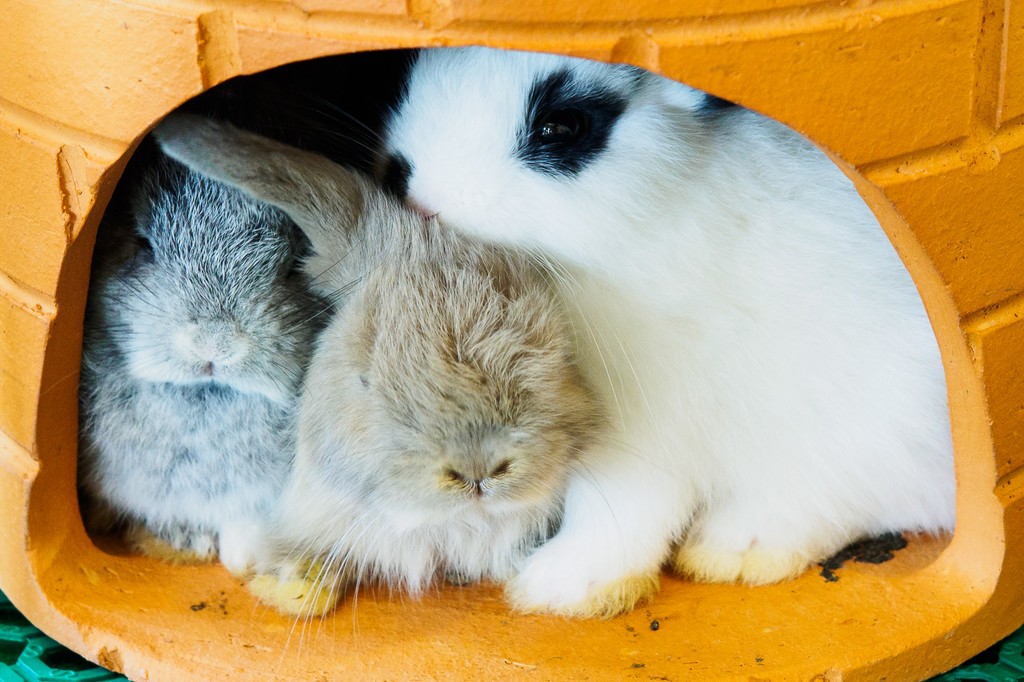 Bunny Babies by fotoblah