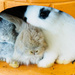 Bunny Babies by fotoblah