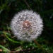 Soft Dandelion Seed Head ~ by happysnaps