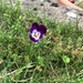 Wild Pansy by elainepenney