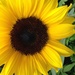 Sunflower... by anne2013