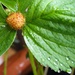 Raindrops on Strawberry leaves.... by anne2013