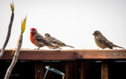 29th Jul 2016 - Hanging With the Local Finch Gang (Can They Sing Soprano?)