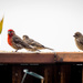Hanging With the Local Finch Gang (Can They Sing Soprano?) by elatedpixie
