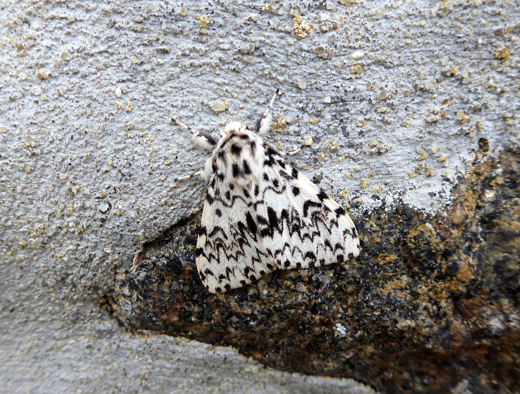 Moths of Brittany 7. Black Arches  by steveandkerry