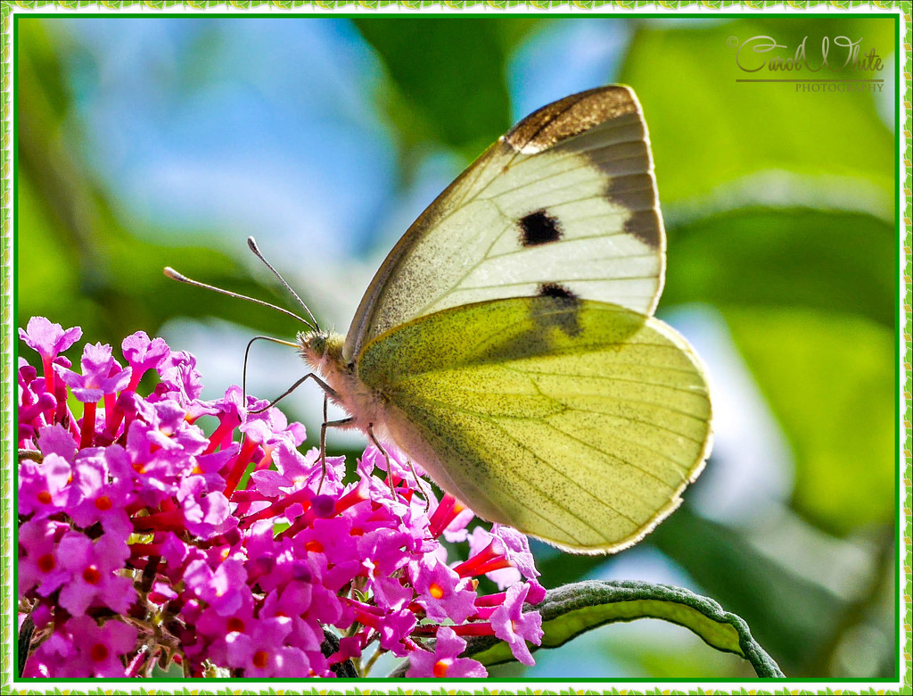 Large White Butterfly and Buddleia by carolmw
