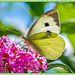 Large White Butterfly and Buddleia by carolmw