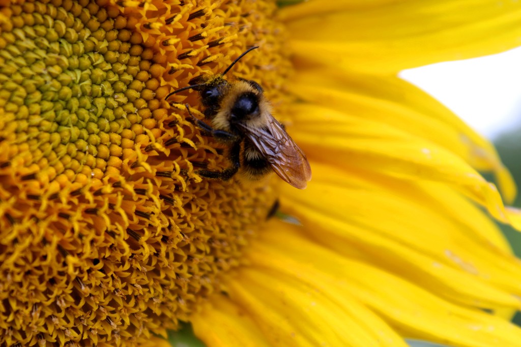 Bumble-bee on a sunflower by lucien