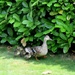 Ducklings by g3xbm