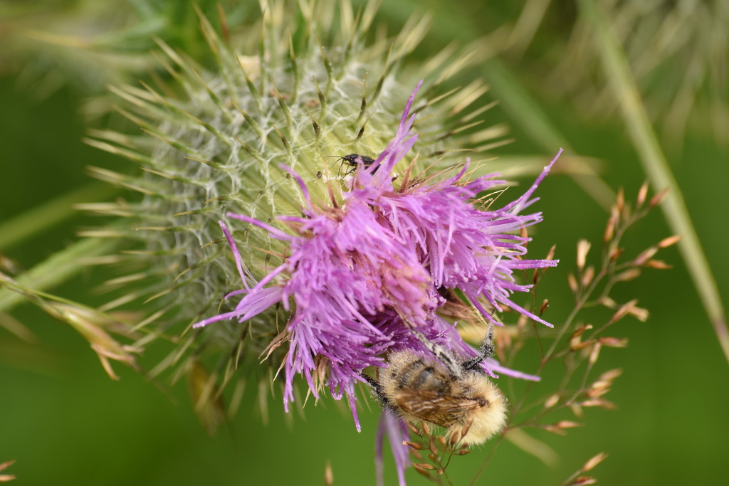 thistle and bee by christophercox