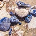 Blue coral by cocobella