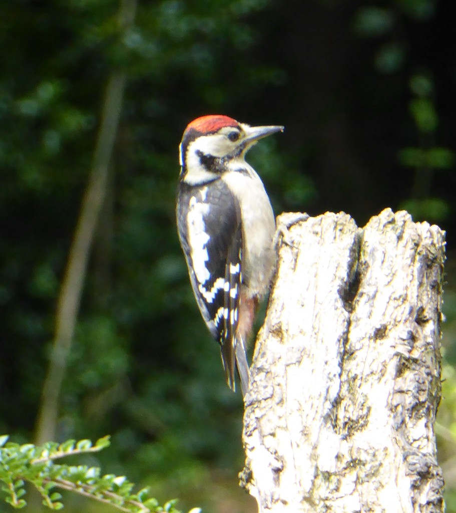  Greater Spotted Woodpecker - Juvenile by susiemc