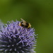 Honey Worker Bee by 30pics4jackiesdiamond