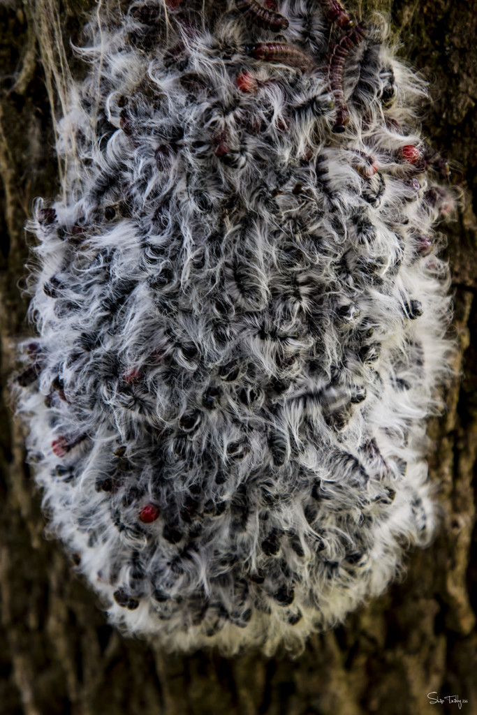 White Hickory Tussock Moth Caterpillars by skipt07