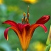 Today's Daylily by lynnz