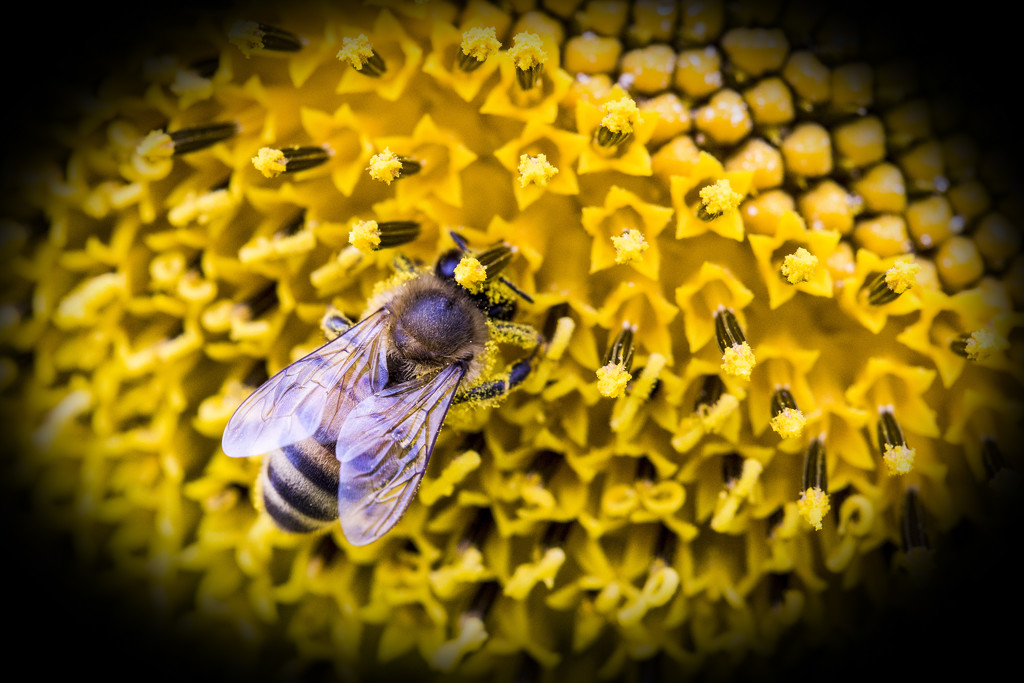 Honey Bee by megpicatilly