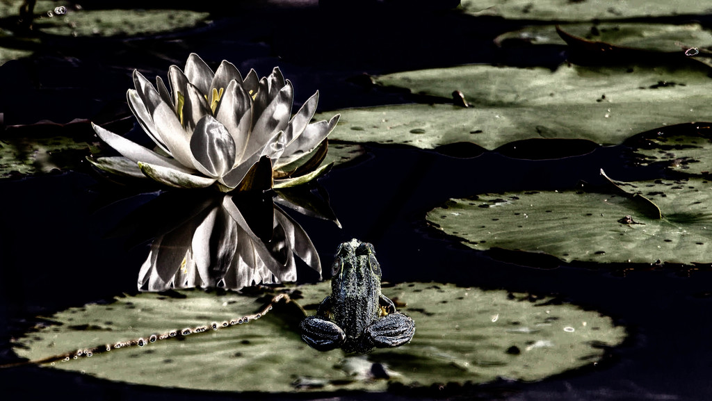 Frog on Lily Pad Contemplates Life by taffy
