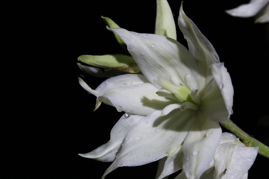 Bloom of yucca by lucien