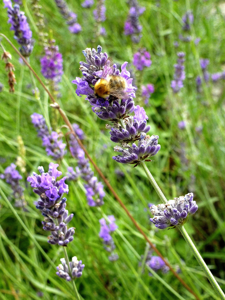 The bee's love the lavender.... by snowy